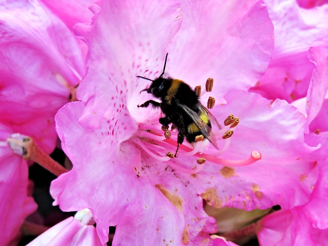 Riesen-Rhododendron