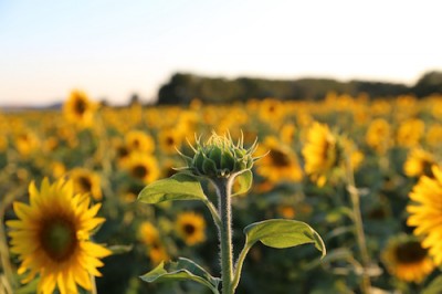 Sonnenblumenfeld