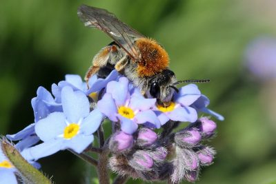 Andrena_haemorrhoa_Sandbiene_Bluete_Hans-Juergen_Sessner